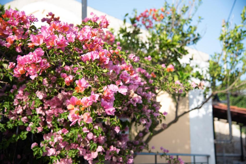 Rena's Panorama View House room 6